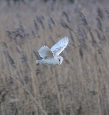 Barn Owl by Gordon Youdale