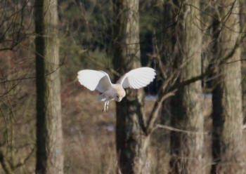 Barn Owl by Gordon Youdale