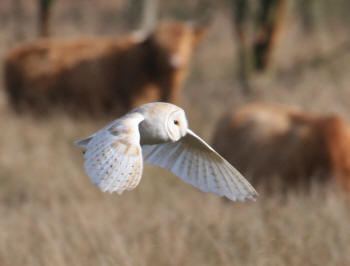 Barn Owl by Gordon Youdale