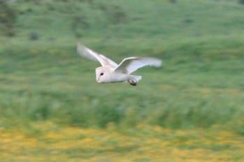 Barn Owl by Chris Teague