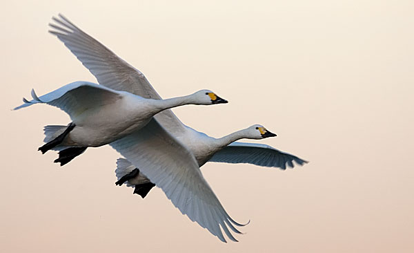 Bewick Swans by Gareth Jones