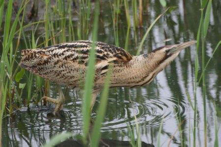 Bittern by Chris Teague