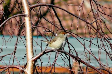 Blackcap by Pete Evans