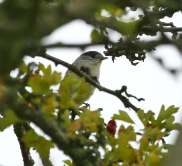 Blackcap