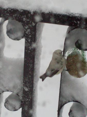 Partial Albino Blue Tit by Daniel Prosser