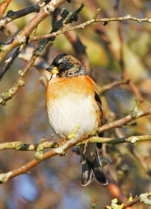 Brambling by Rob Laughton
