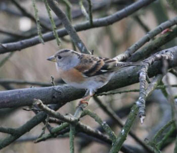 Brambling by Gordon Youdale