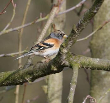 Brambling by Gordon Youdale