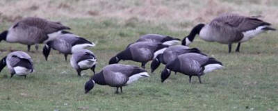 Brent Geese by John Sparks