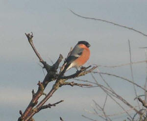 Bullfinch by Margaret Gorely