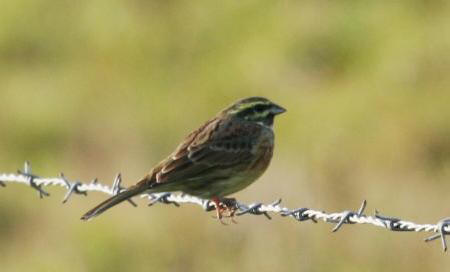 Cirl Bunting by Gordon Youdale