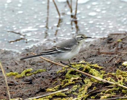 Citrine Wagtail
