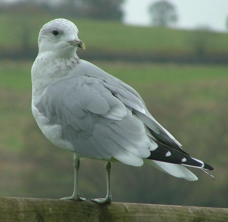 Common Gull by Ray Bulmer