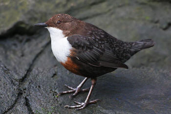 Dipper at Willsbridge by Rob Laughton