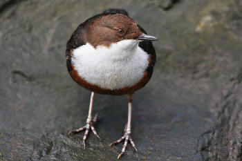 Dipper at Willsbridge by Rob Laughton