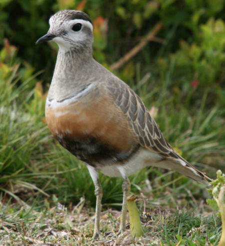 Dotterel by R Ford