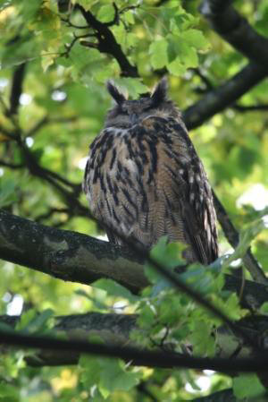 Eagle Owl by Gordon Youdale