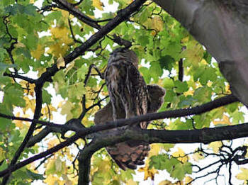 Eagle Owl by Jo Cell