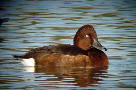 Ferruginous Duck by Paul Bowyer