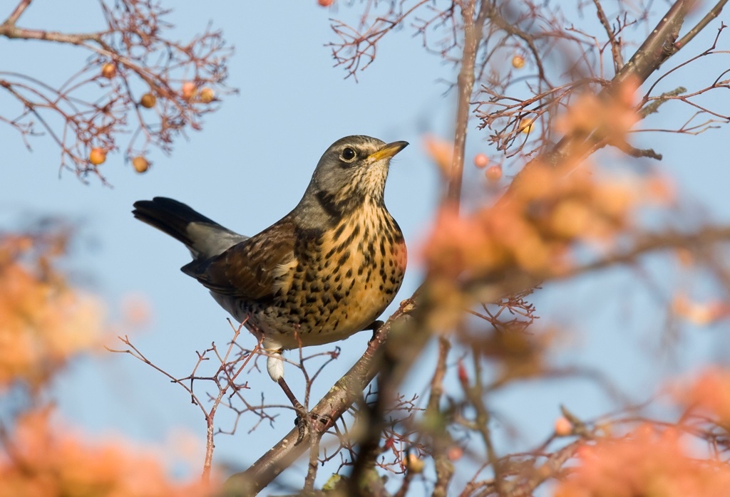 Fieldfare by David Wilson