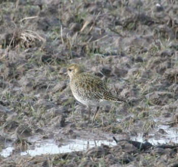 Golden Plover by Gordon Youdale