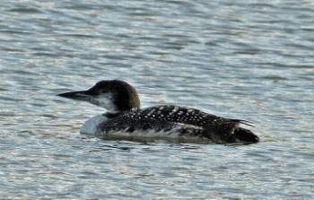 Great Northern Diver by Len Ingram