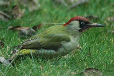 Green Woodpecker by Tim Fell