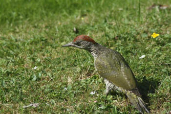 Green Woodpecker by Thorogood