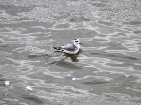 Grey Phalarope by Pete Evans