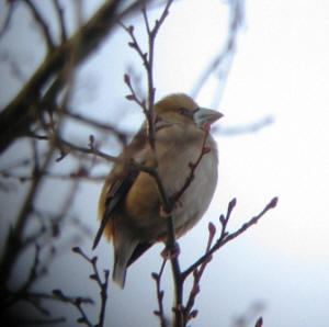 Hawfinch by Dave Finch