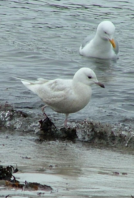 Iceland Gull by Ray Bulmer