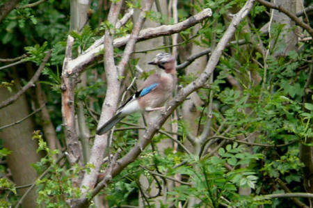 Jay by P Evans