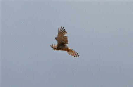 Kestrel by Pete Evans