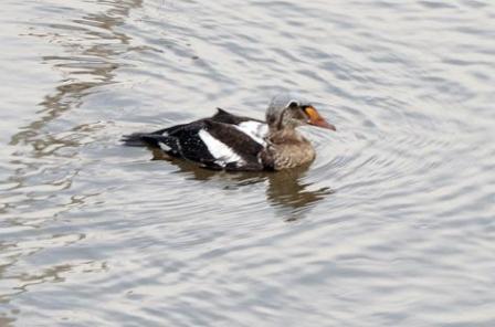 King Eider