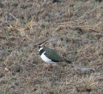 Lapwing by Gordon Youdale