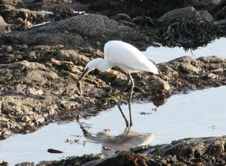 Little Egret by Gordon Youdale