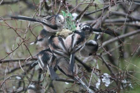 Long-tailed Tits by Gordon Youdale