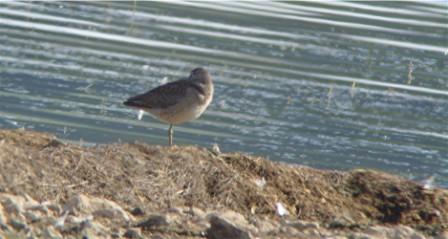 Long-billed Dowitcher