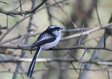 Long-tailed Tit by Gordon Youdale