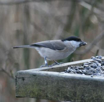 Marsh Tit by Gordon Youdale