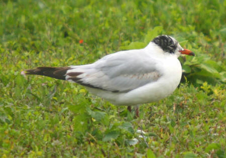 Mediterranean Gull by R Ford