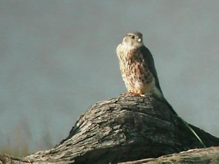Merlin on Northwick Warth. October 2008 by Tony Scott.