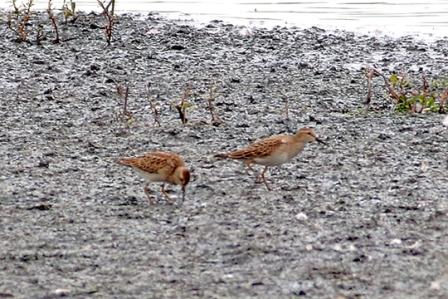 Pectoral Sandpipers