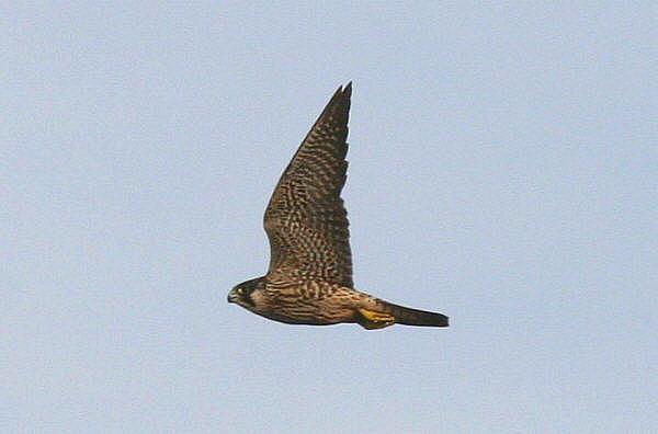 Peregrine Falcon by Paul Bowerman
