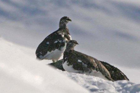 Ptarmigan by Chris Teague