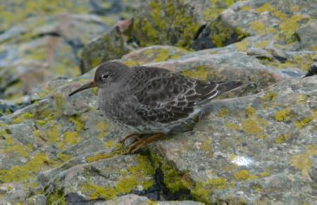 Purple Sandpiper by Pete Evans