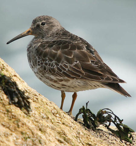 Purple Sandpiper by R Ford