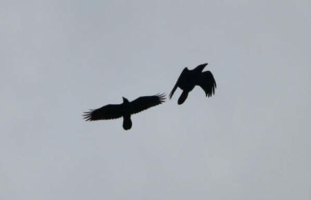 Ravens by P Evans