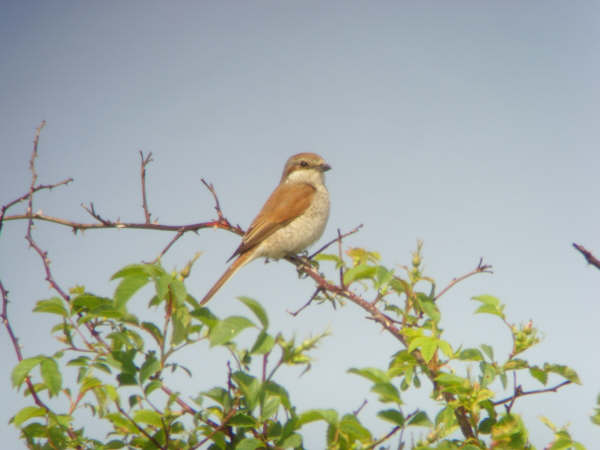 Red-backed Shrike by Chris Stone