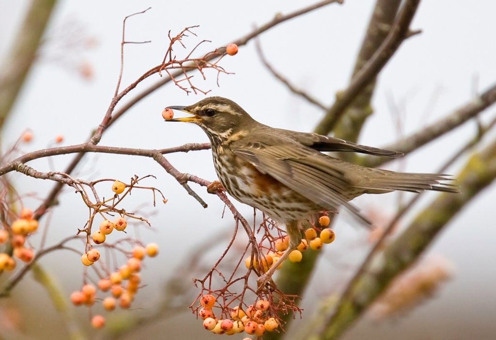 Redwing by David Wilson